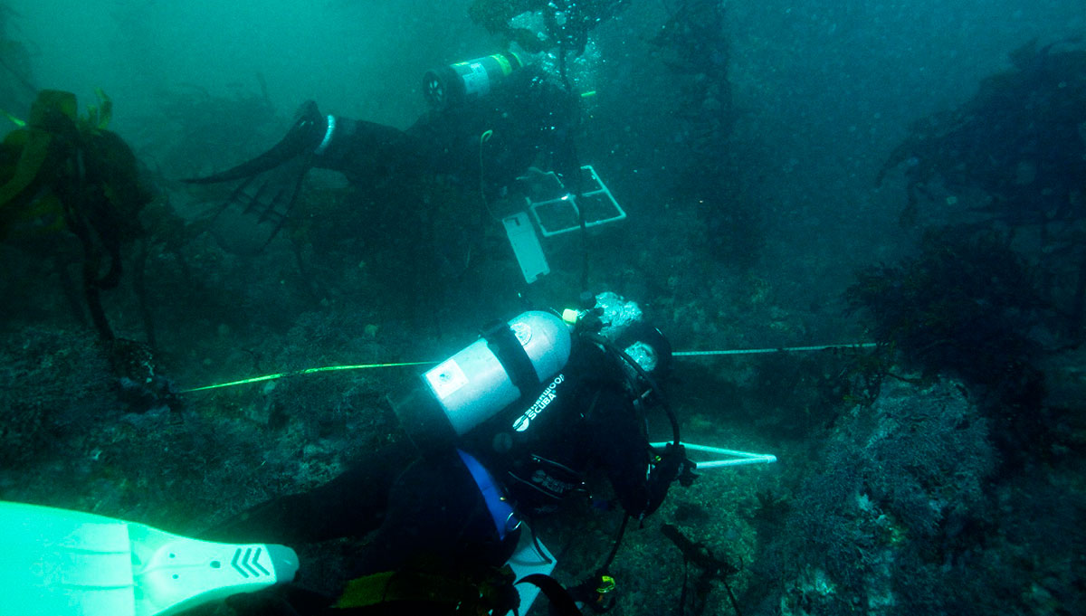scientist divers doing research