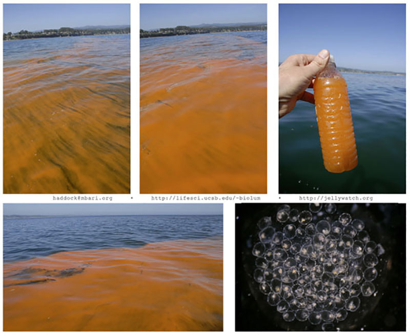 photos showing orange water due to harmful algal blooms