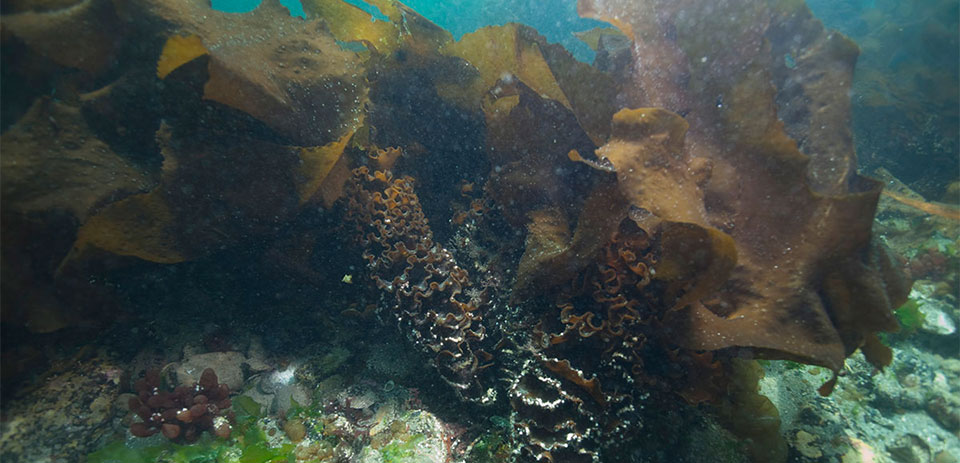 photo of invasive kelp
