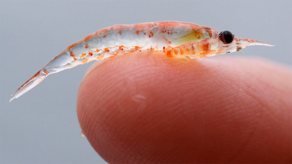photo of a tiny krill on a human finger