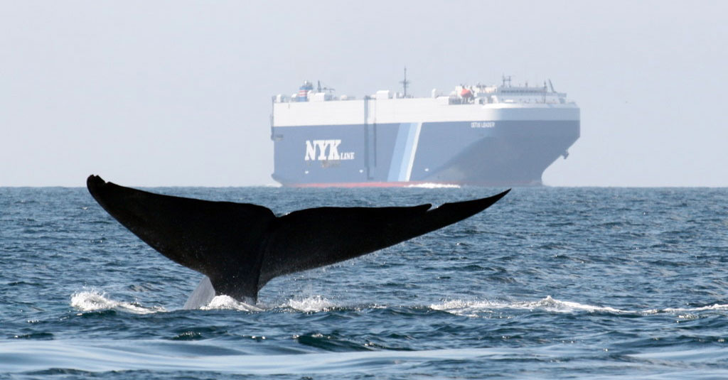 photo of a whale near a commercial ship