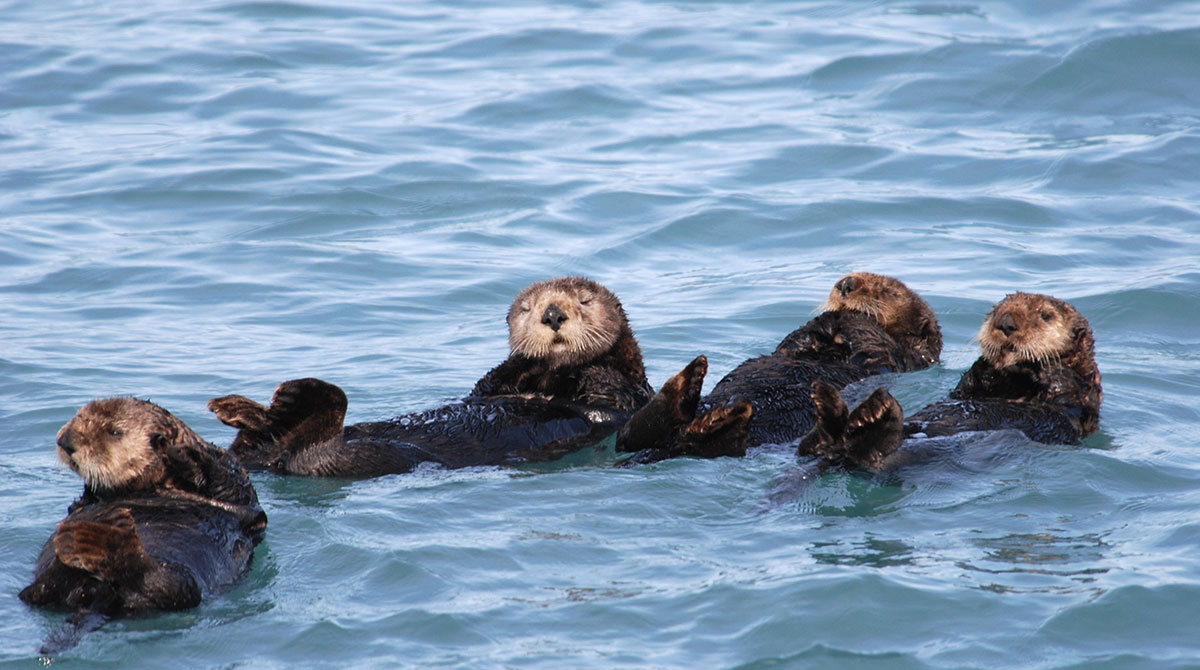 photos of otters