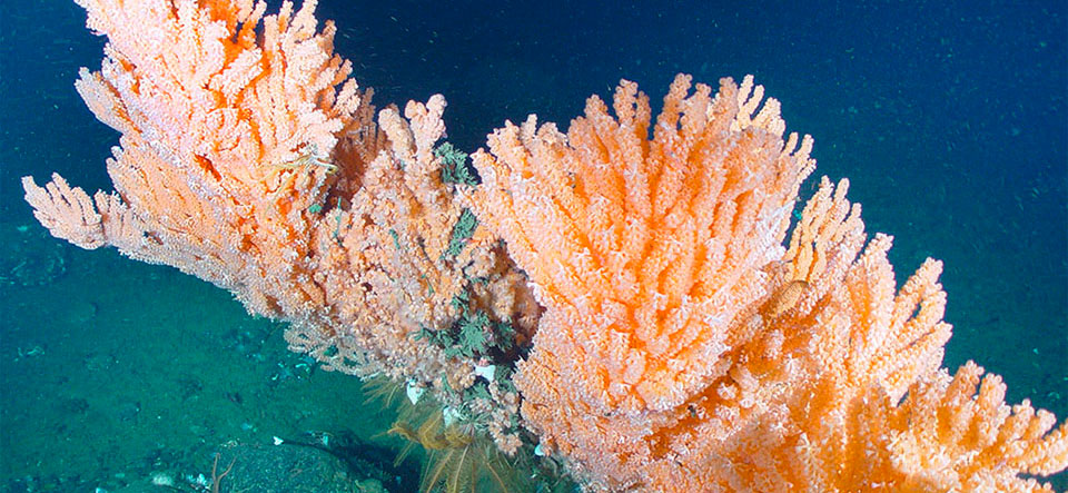 coral and sponges covered in fishing gear