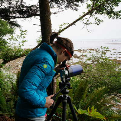 researcher observing sea otters