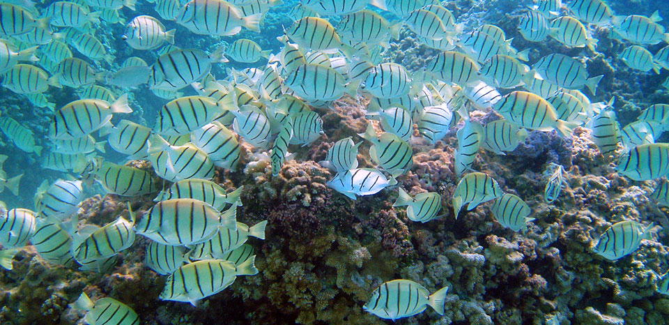 school of manini reef fish
