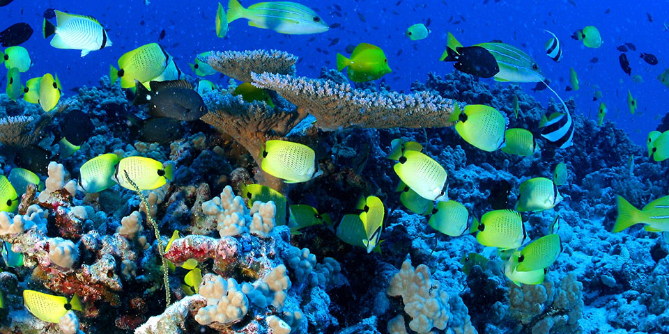 photo of yellow tropical fish and reef