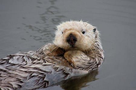 sea otter swimming