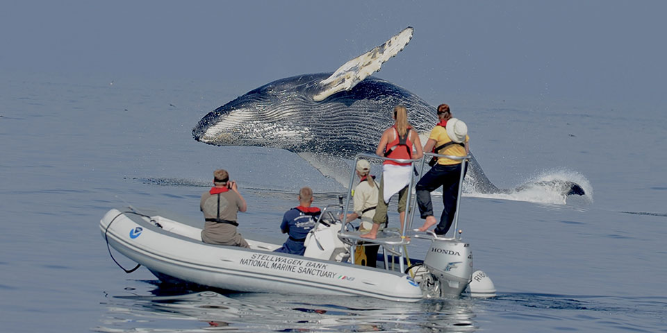 humpback breaching near onlookers