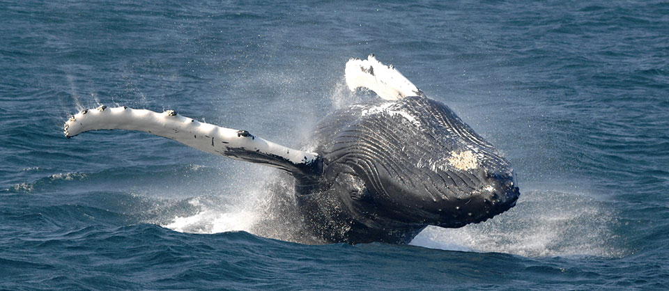 photo of a whale breaching