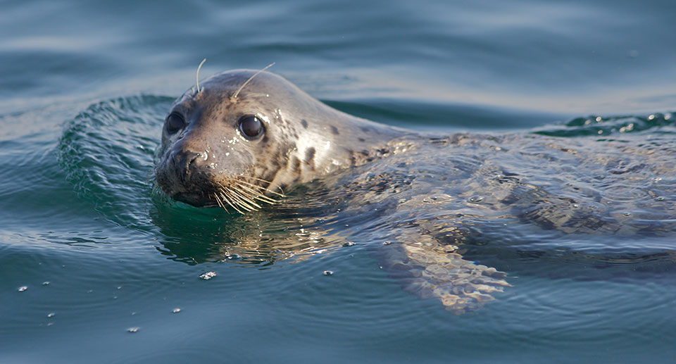 close up of a harbor seal swimming