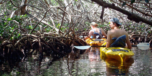 two people kayaking through mangroves