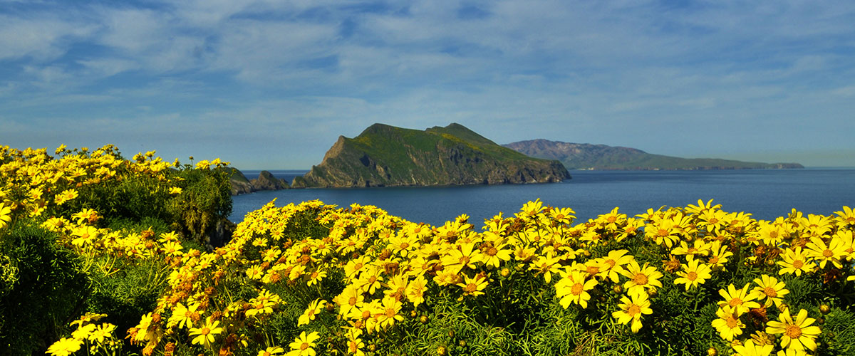 photo of anacapa island and yellow flowers