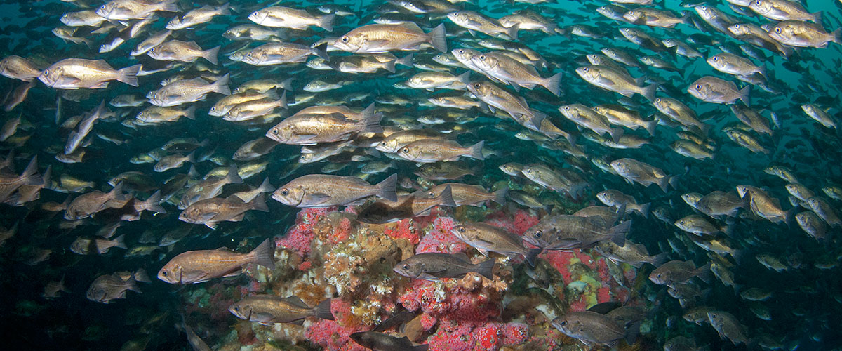 photo of school of fish in cordell bank