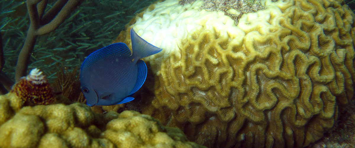 photo of coral and a fish