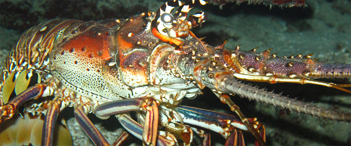 photo of a lobster