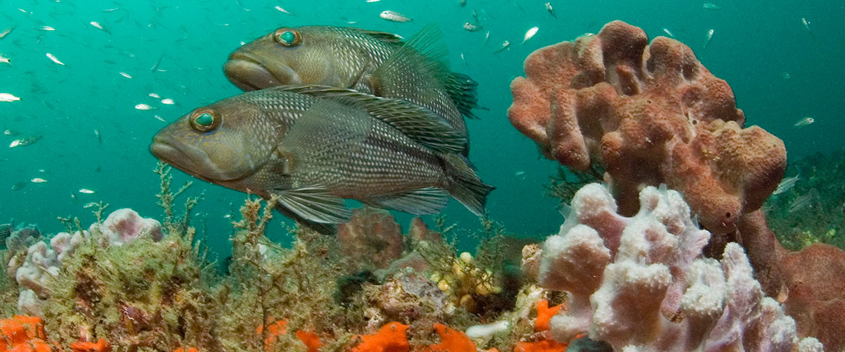 photo of sea bass and coral in gray's reef