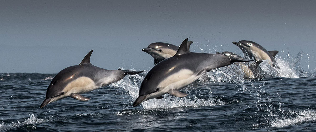 photo of dolphins