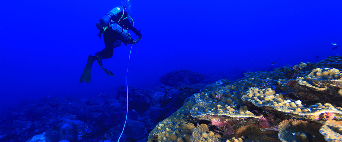photo of diver researching coral