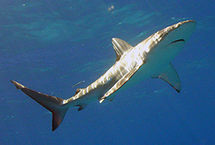galapagos shark
