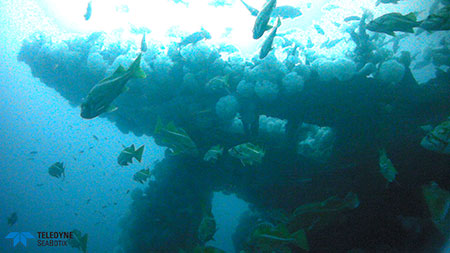 photo of ituna stern underwater