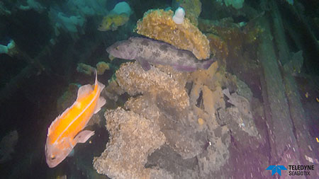 photo of ituna windlass underwater