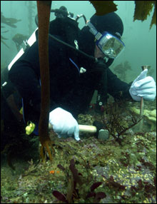 Diver with Instruments