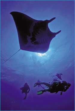 Manta ray and two divers