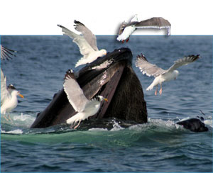 Humpback Whale and Birds.
