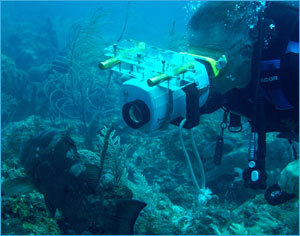 Researcher videotapes a grouper.