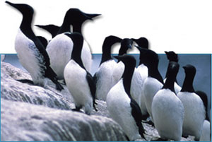 Seabirds, like common murres, are the focus of a new protection plan.