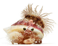 Pale anemone crab.