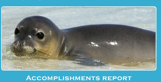 monk seal pup