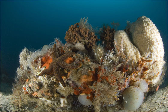 Gray's Reef marine life including a starfish, coral and sponges