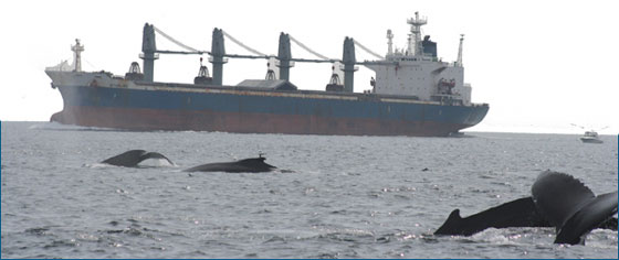whale swimming near large tanker vessel