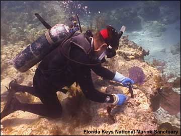 Image of diver doing transplant work underwater