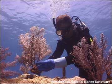 Diver planting coral underwater.