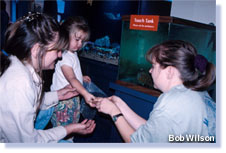 a child at the touch-tank exhibit