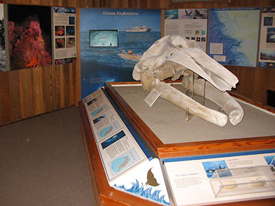 view of whale skull exhibit