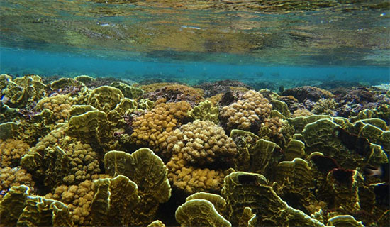 photo of coral reef