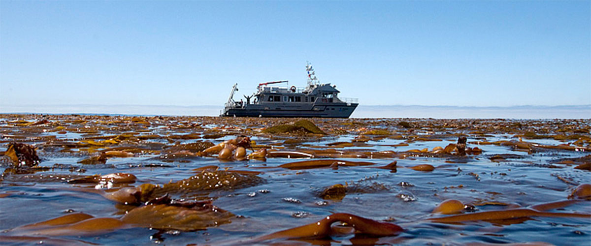 kelp on surface of water and a ship
