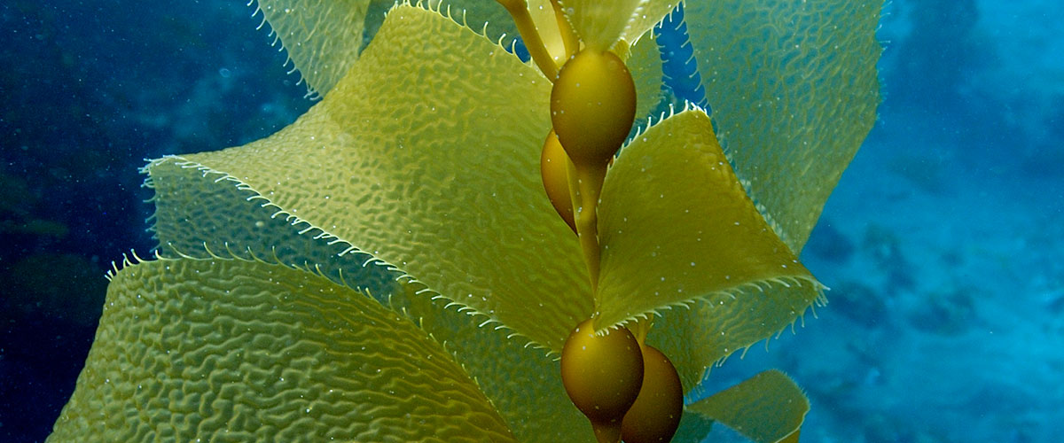 photo of kelp of cat rock