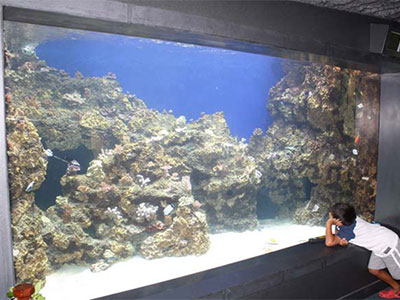 person standing in front of an aquarium