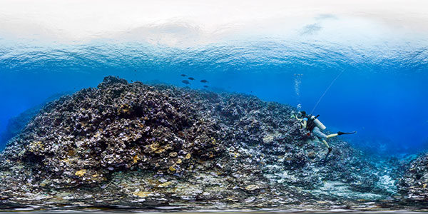 diver photographing the coral reef, fish are swimming by