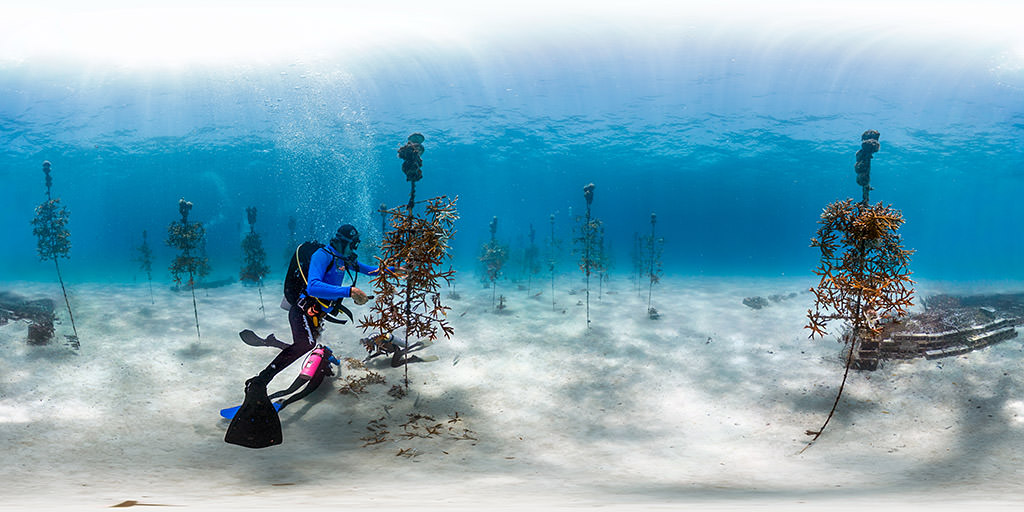 Divers tend to a coral nursery