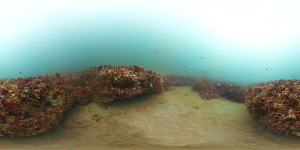 The ledges of Gray's Reef National Marine Sanctuary are covered with marine organisms