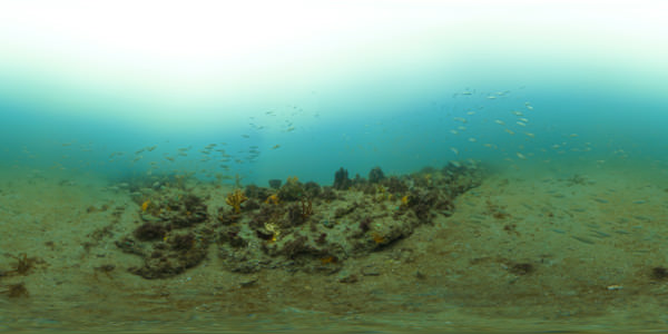 low relief ledges attract schools of fish
