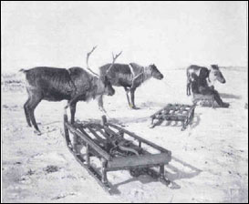 Reindeer and Sleds (image: Alaska Digital Archive)