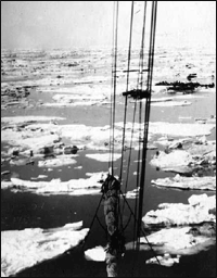 Walrus on ice in Bering Sea. <i>(Alaska State Library - Historical Collections)
